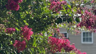 Time to Start Your Summer Garden!