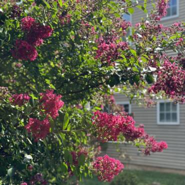 Time to Start Your Summer Garden!