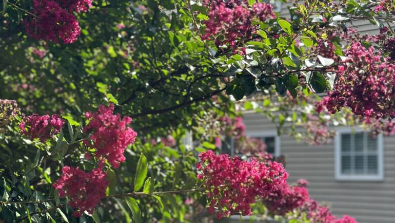 Time to Start Your Summer Garden!